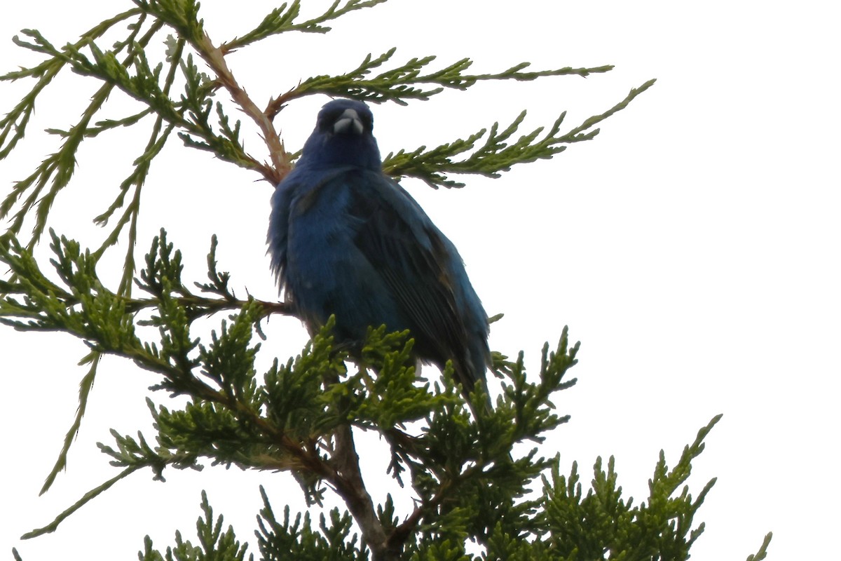 Indigo Bunting - ML639910624