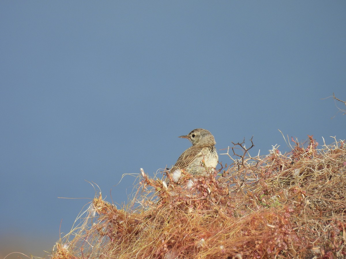 Pipit de Berthelot - ML639910644