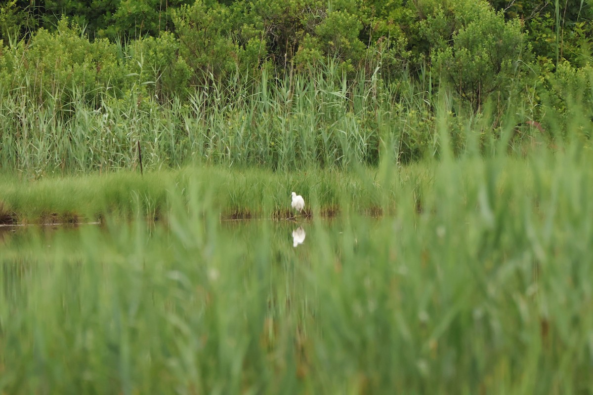 Snowy Egret - ML639910681