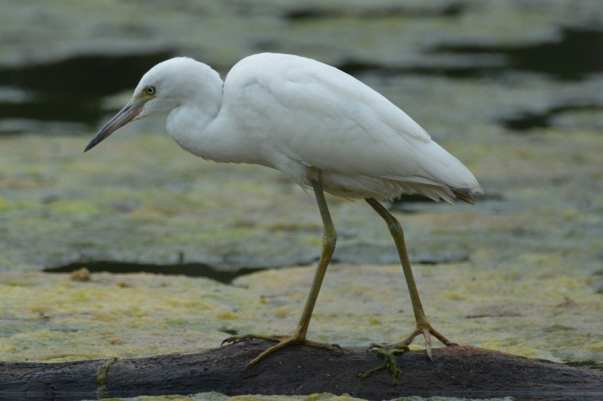 Little Blue Heron - ML639910726