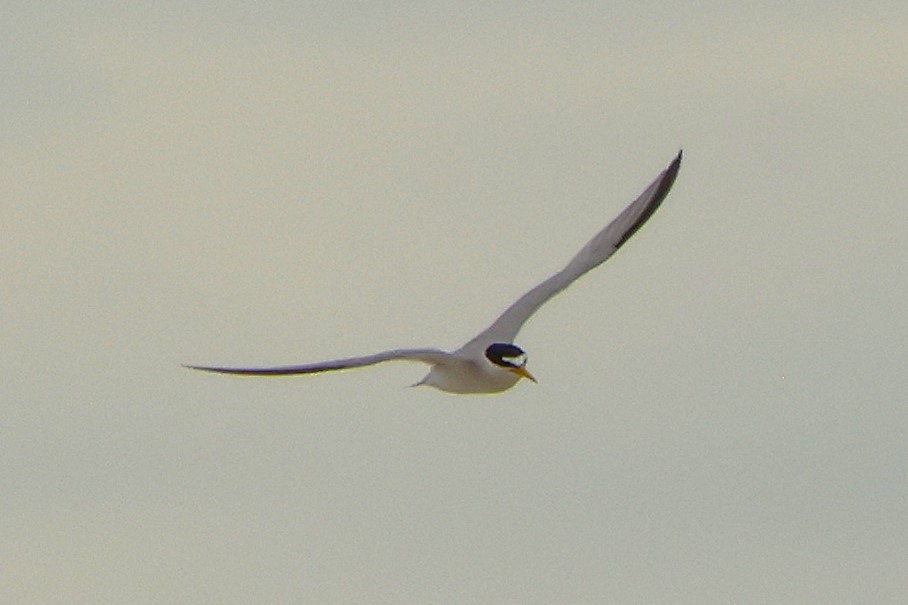 Least Tern - ML639910783
