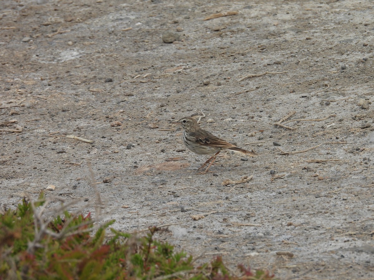 Pipit de Berthelot - ML639910848
