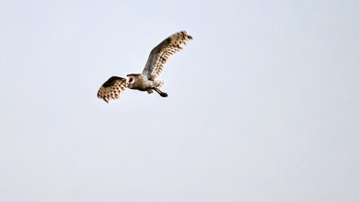 Australasian Grass-Owl - ML639910876