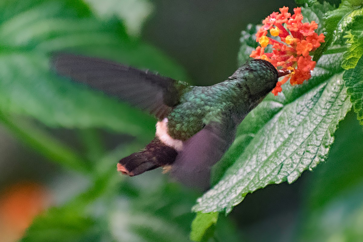 Tufted Coquette - ML639910898