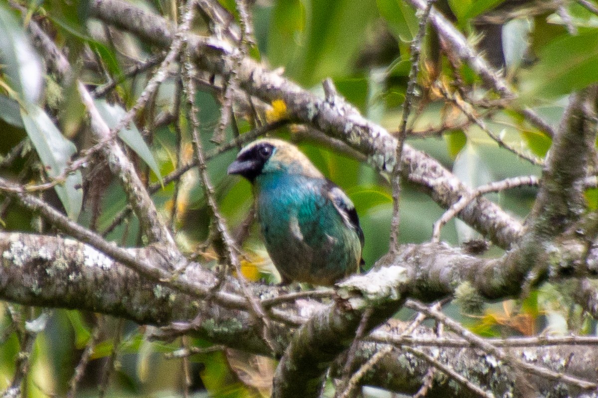 Metallic-green Tanager - ML639910956