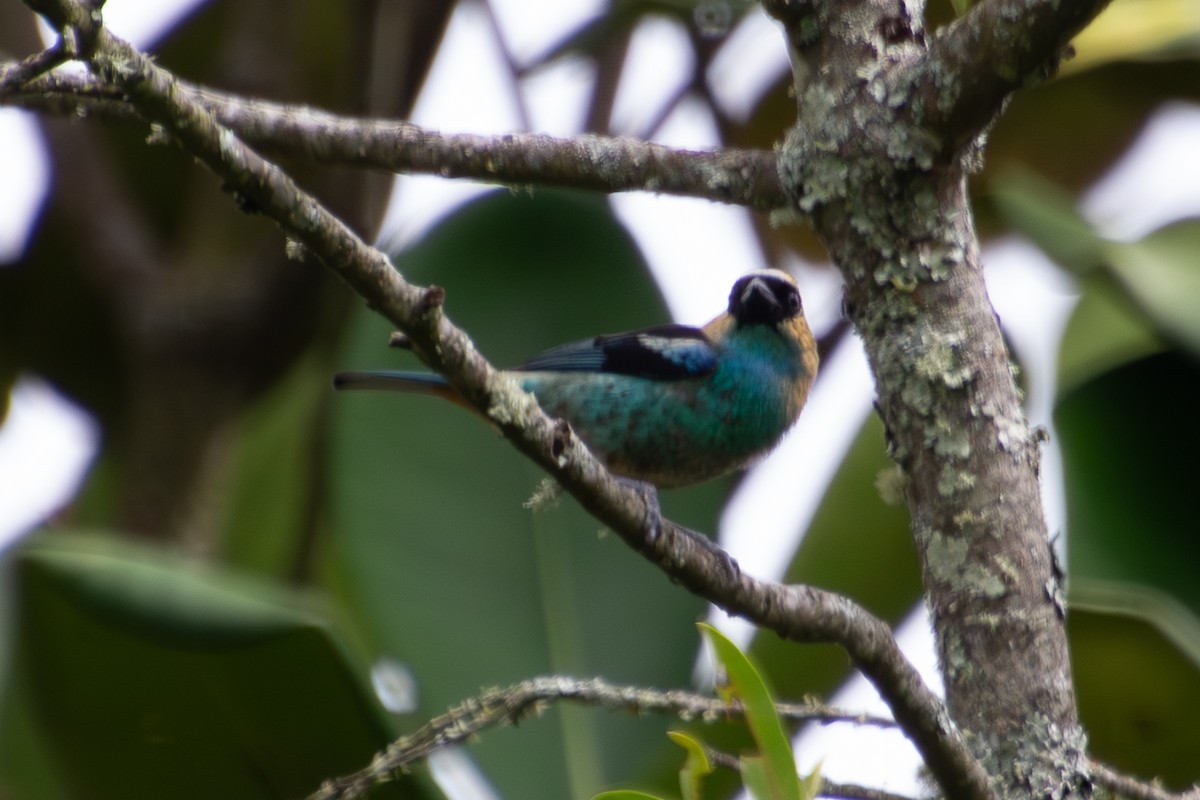 Metallic-green Tanager - ML639910971