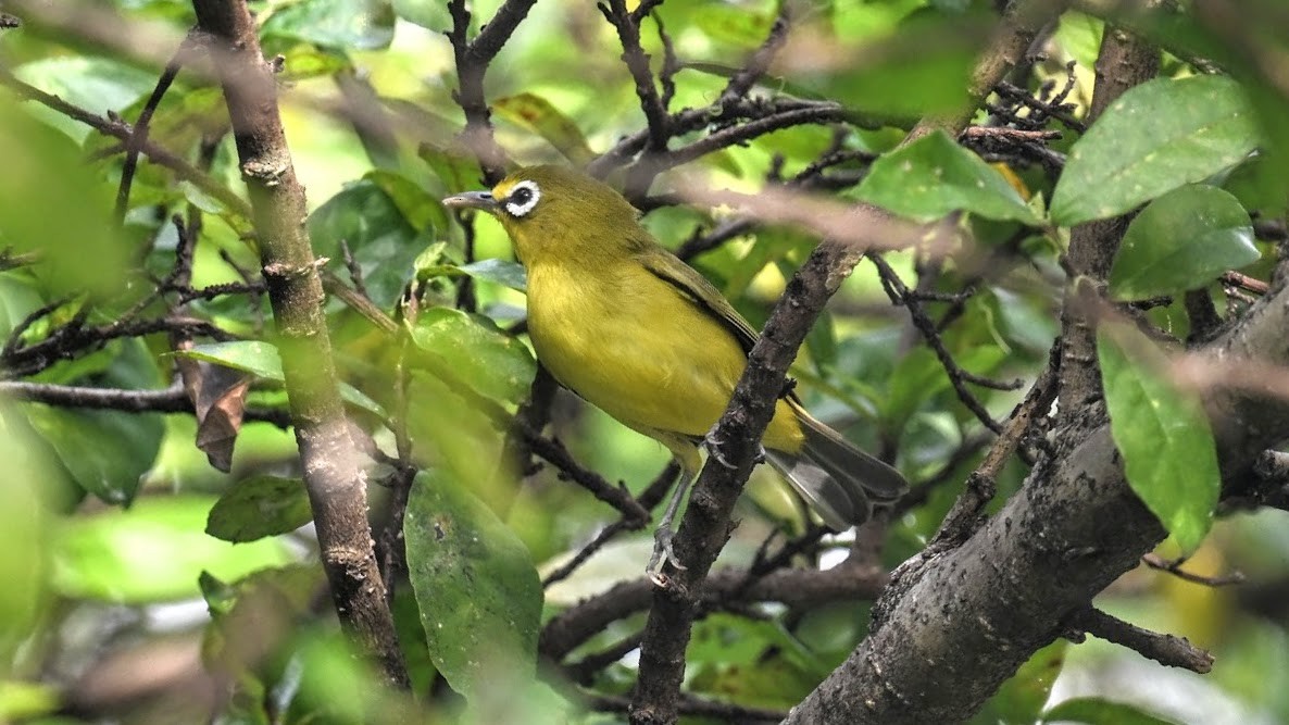 Lemon-bellied White-eye - ML639910978