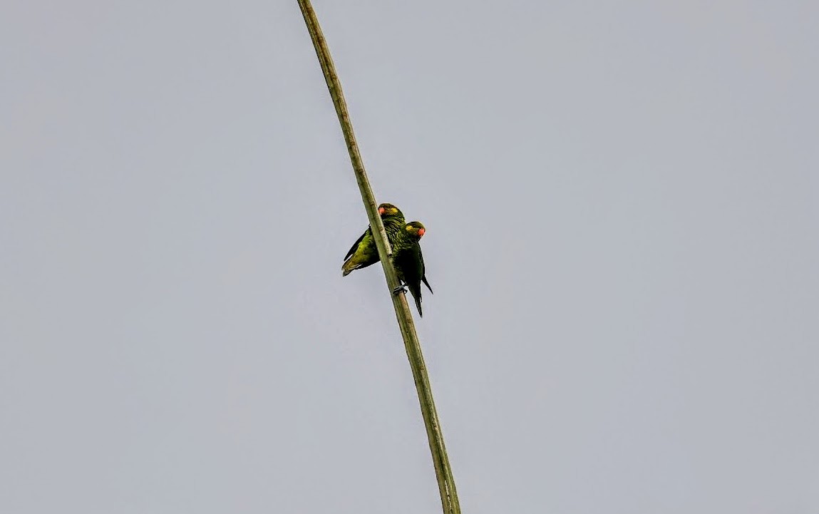 Yellow-cheeked Lorikeet - ML639911010