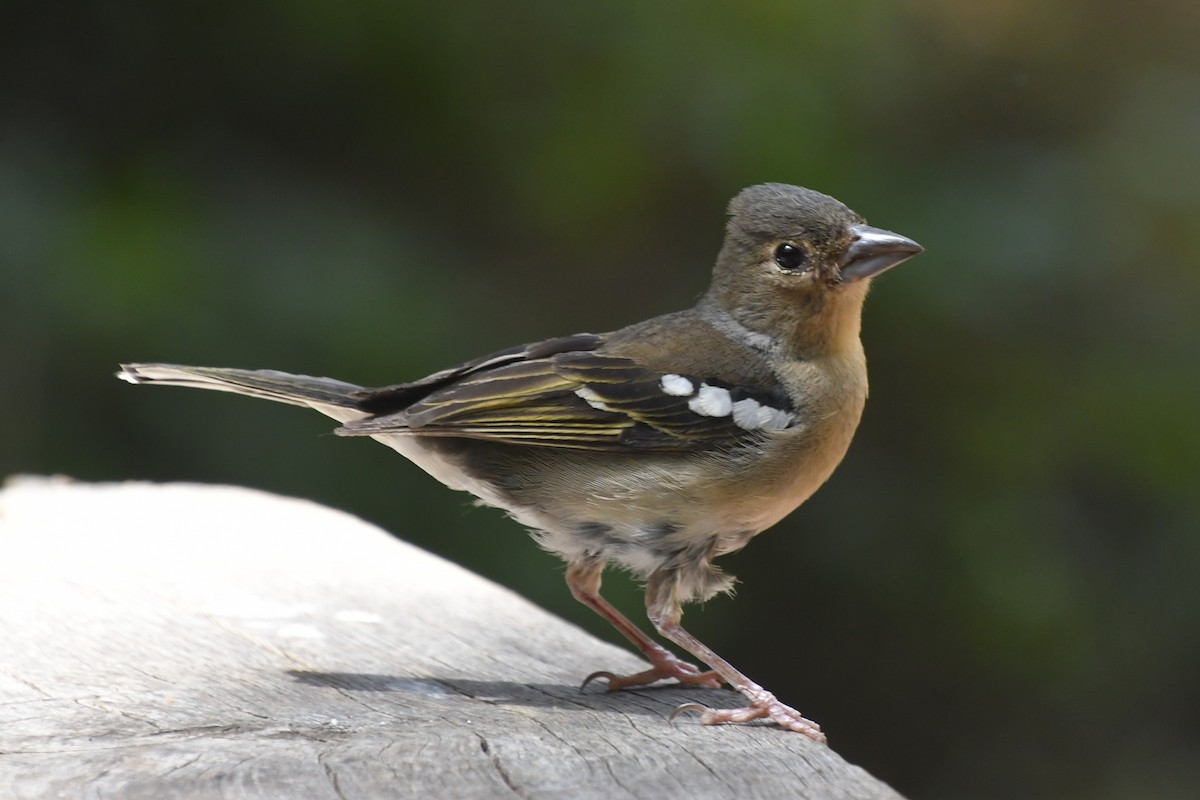 Canary Islands Chaffinch (Canary Is.) - ML639911166