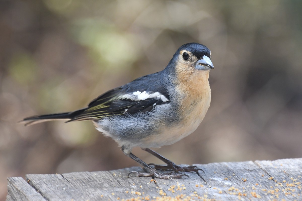 Canary Islands Chaffinch (Canary Is.) - ML639911167