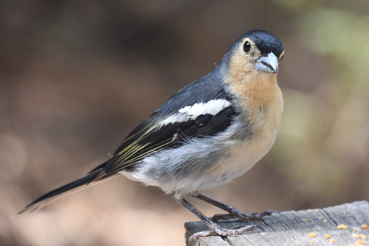 Canary Islands Chaffinch (Canary Is.) - ML639911168