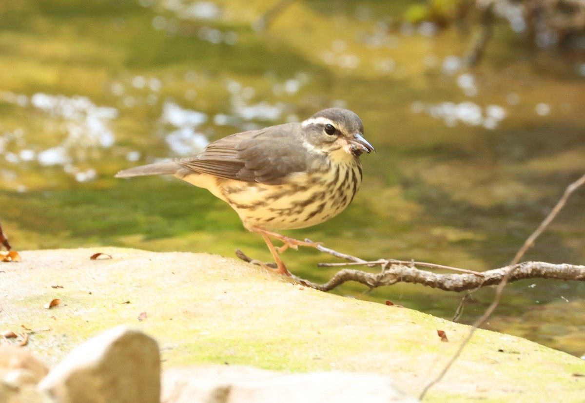 Louisiana Waterthrush - ML639911261