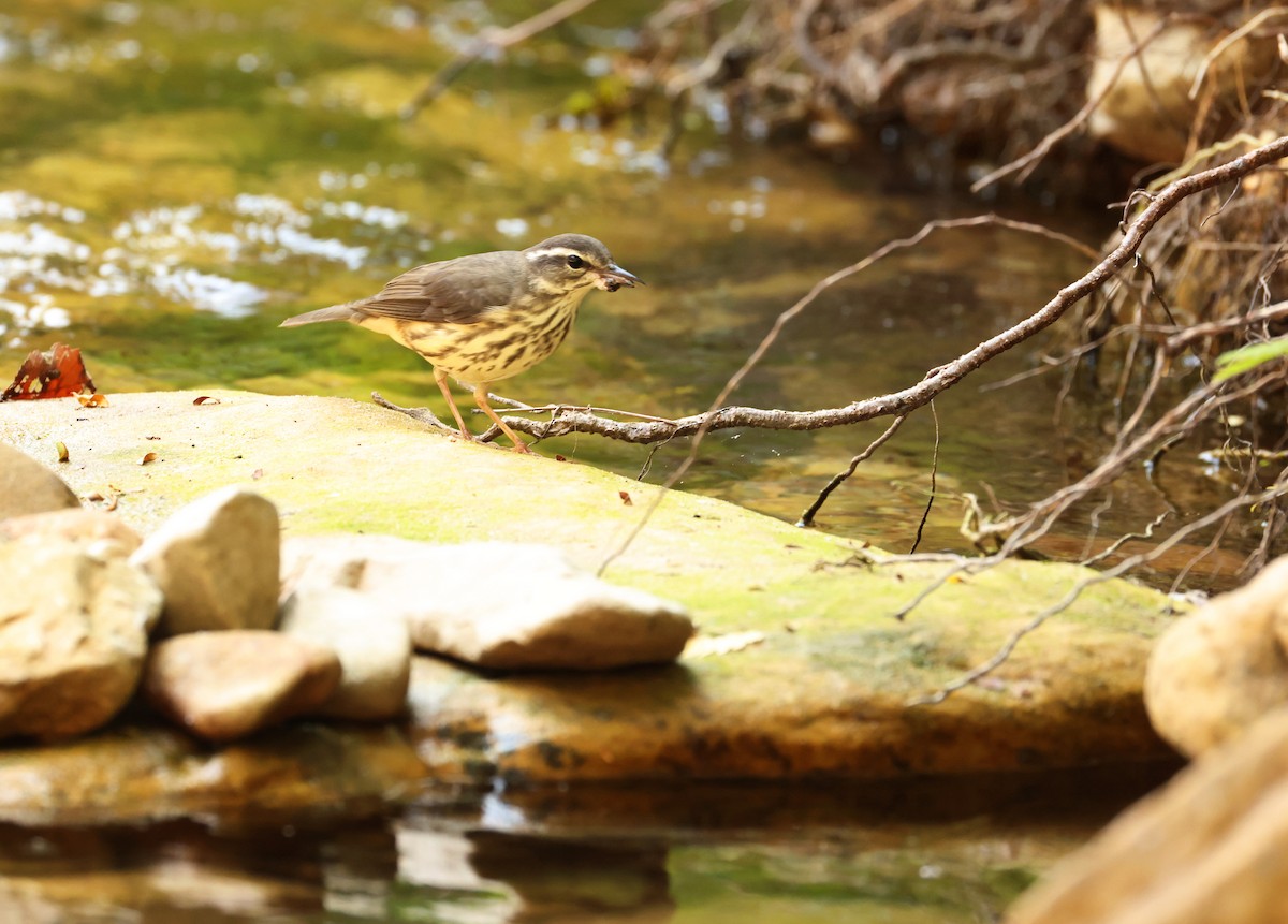 Louisiana Waterthrush - ML639911262