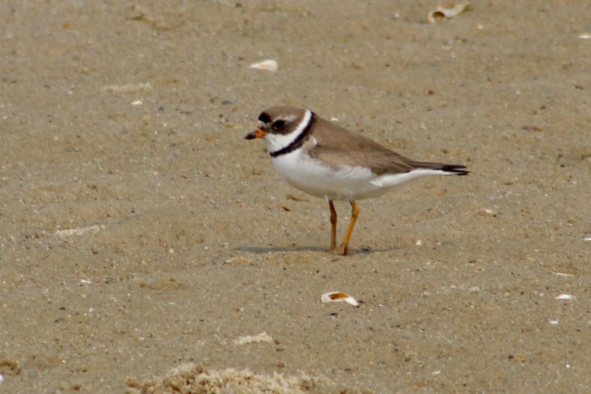 kulík kanadský - ML639911288