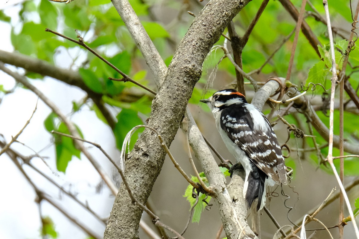 Downy Woodpecker - ML639911298