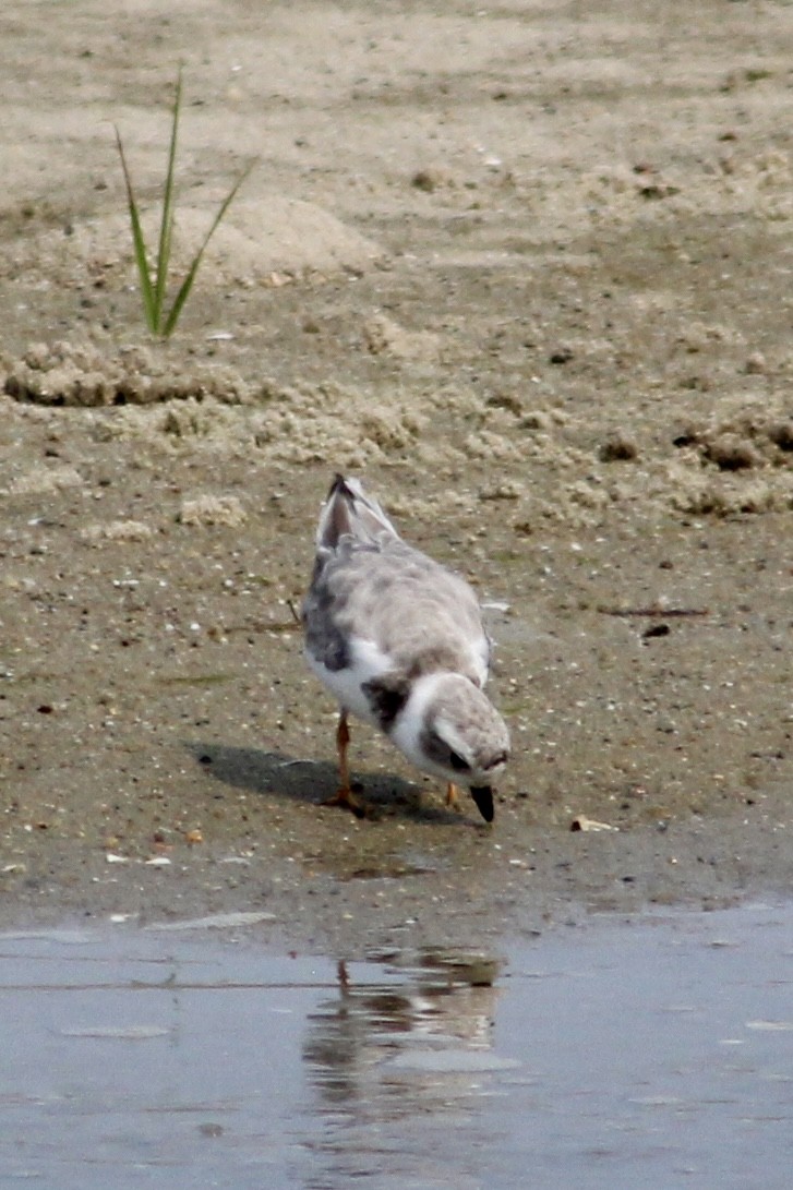 kulík pisklavý - ML639911299