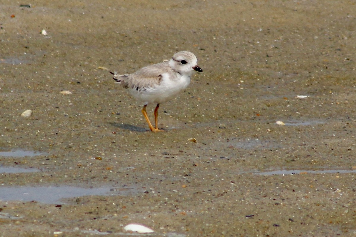 kulík pisklavý - ML639911301