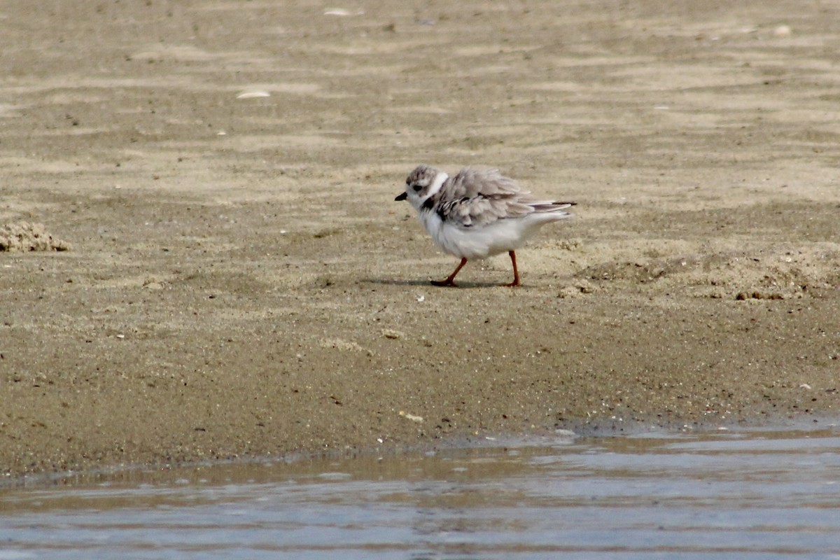 kulík pisklavý - ML639911302