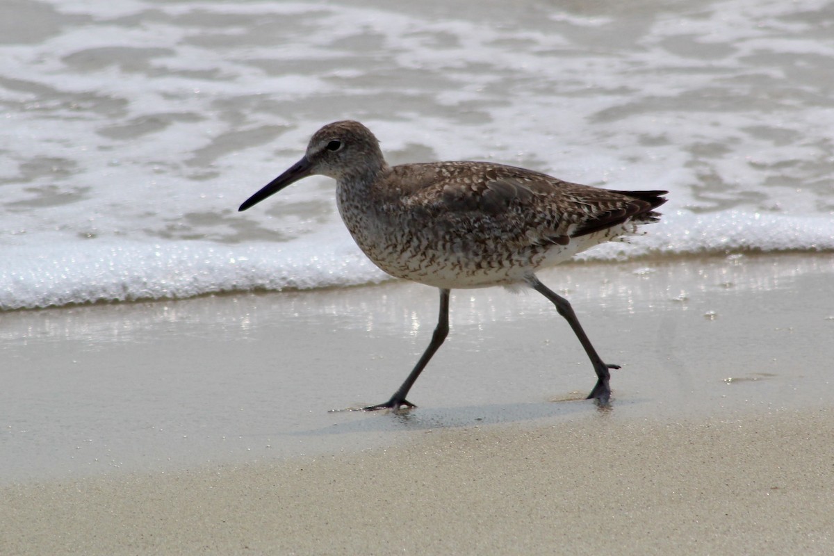 vodouš břehoušovitý - ML639911307