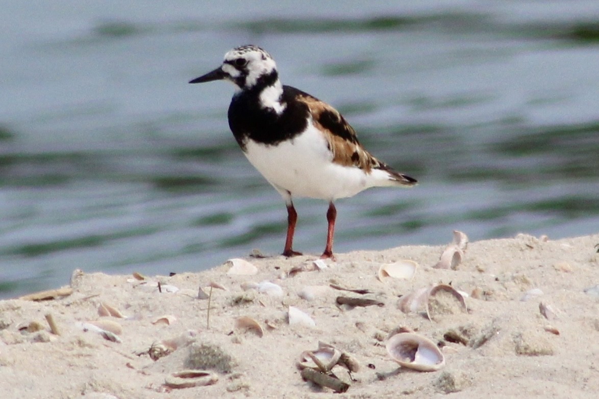 kamenáček pestrý - ML639911309