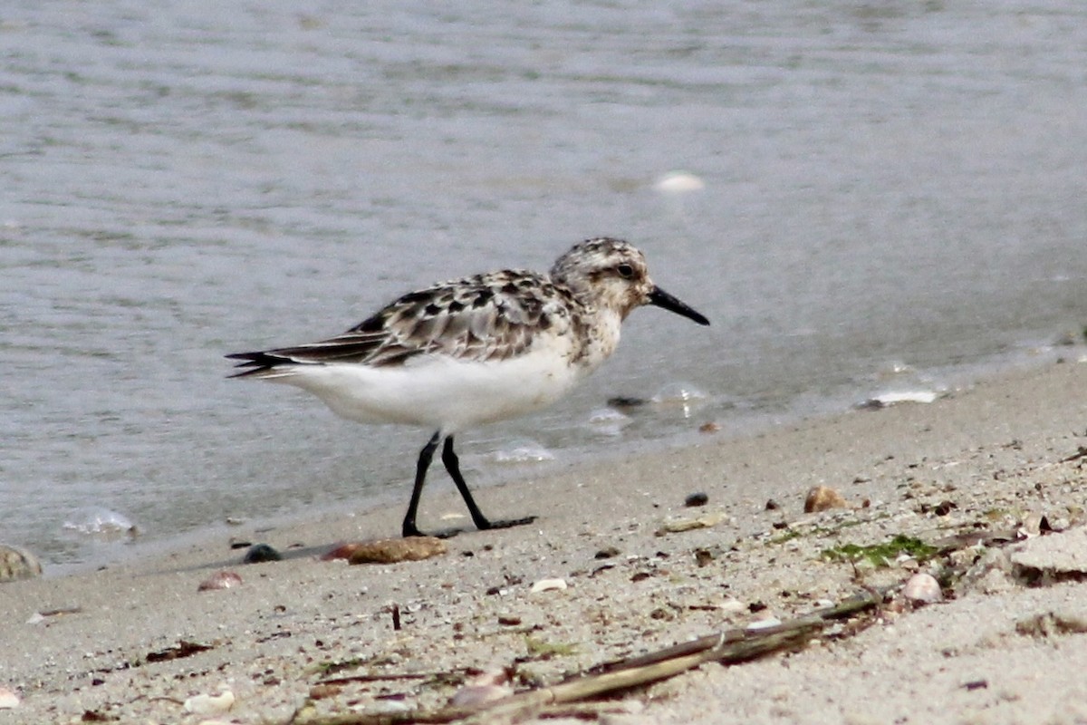 jespák písečný - ML639911315