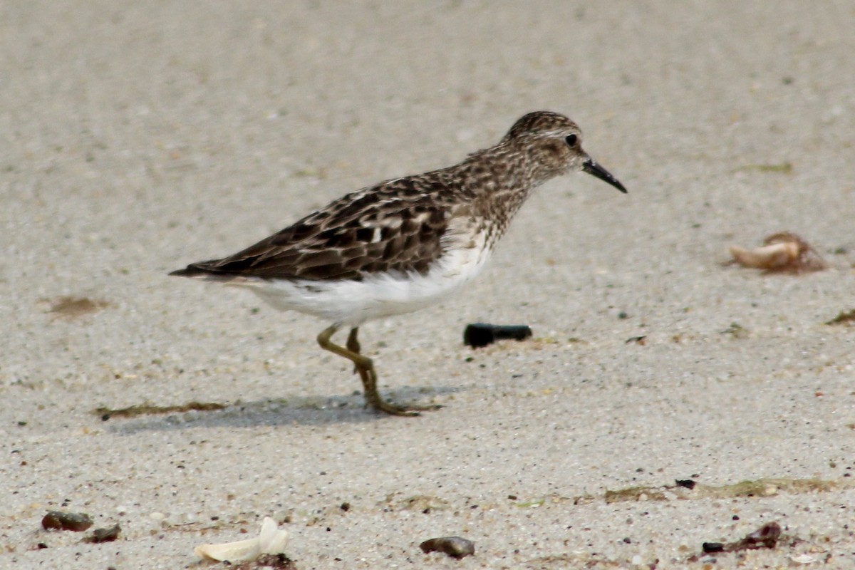 jespák drobný - ML639911318