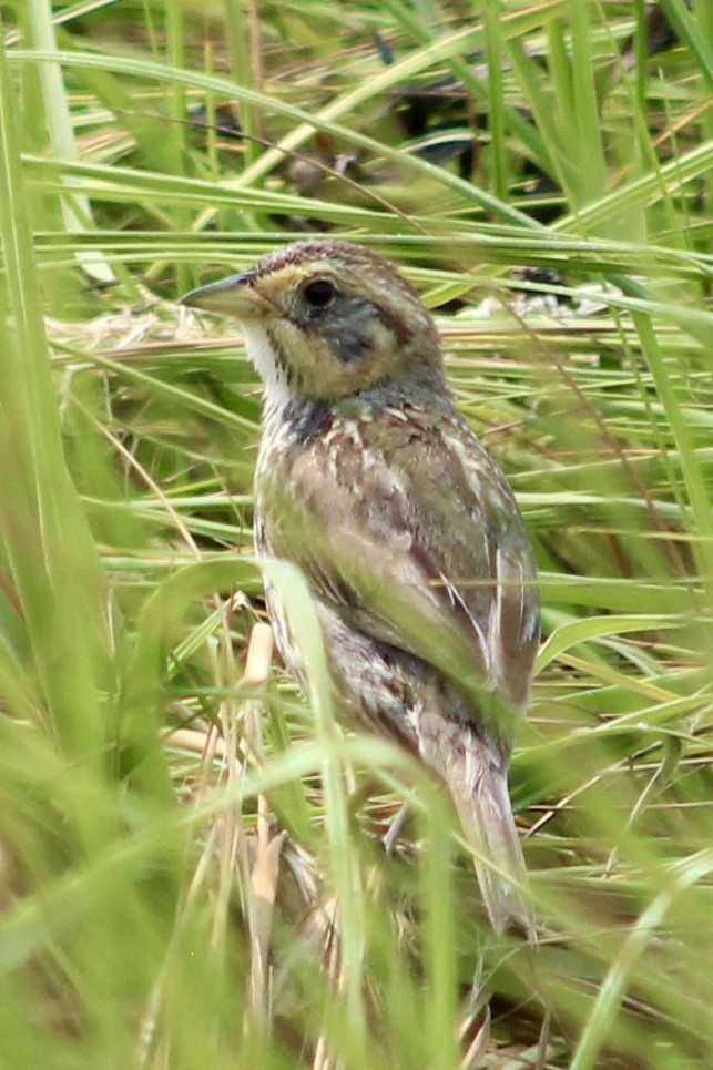 Saltmarsh Sparrow - ML639911325