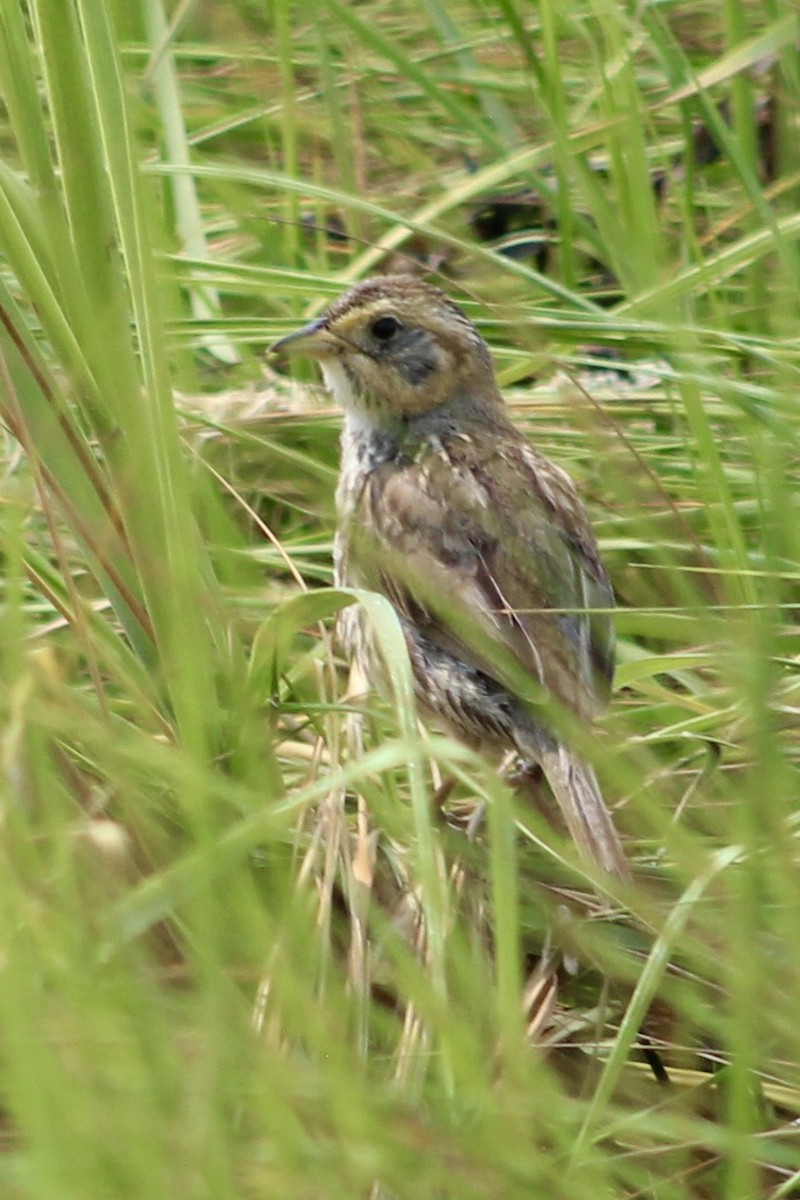 Saltmarsh Sparrow - ML639911326