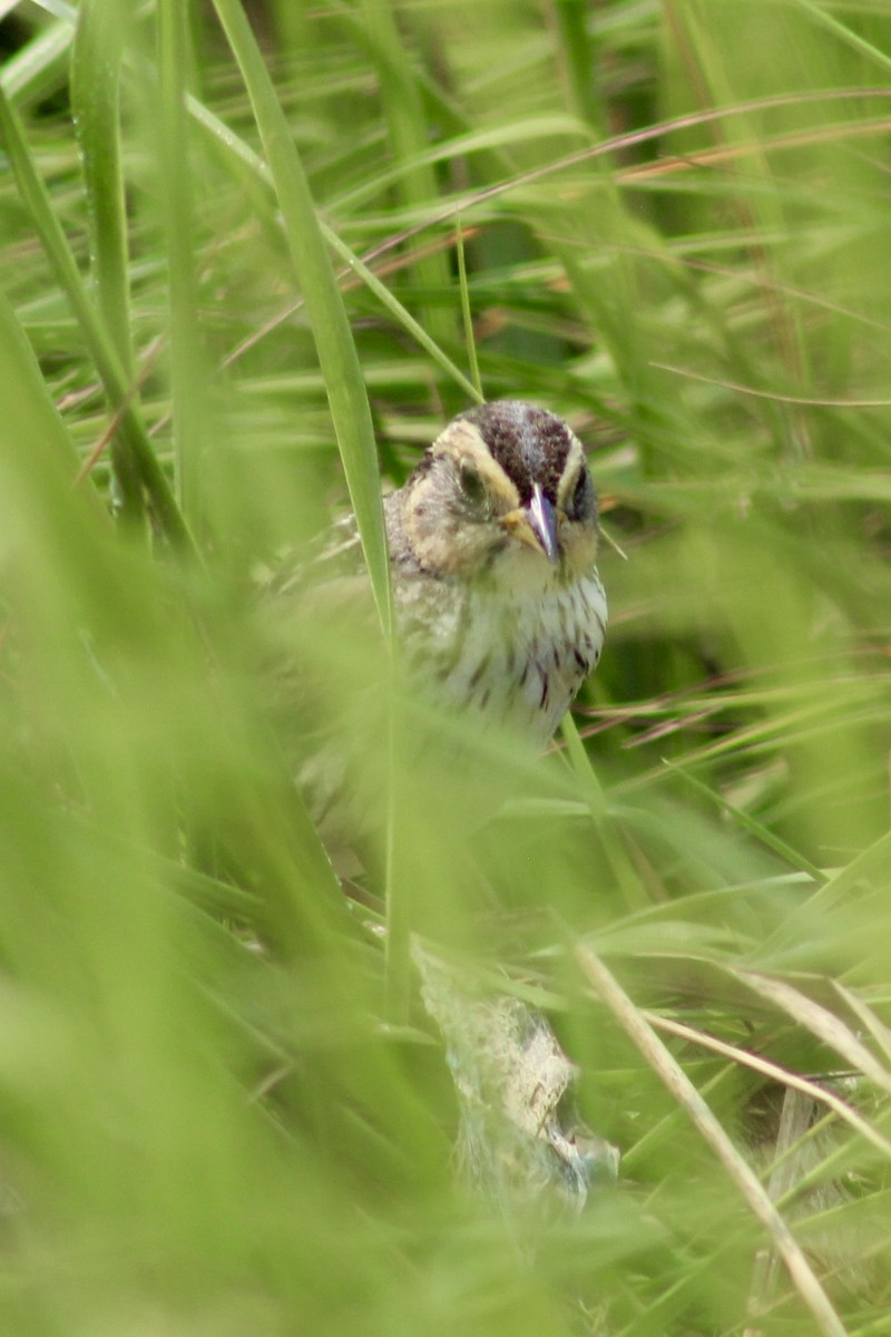 Saltmarsh Sparrow - ML639911327