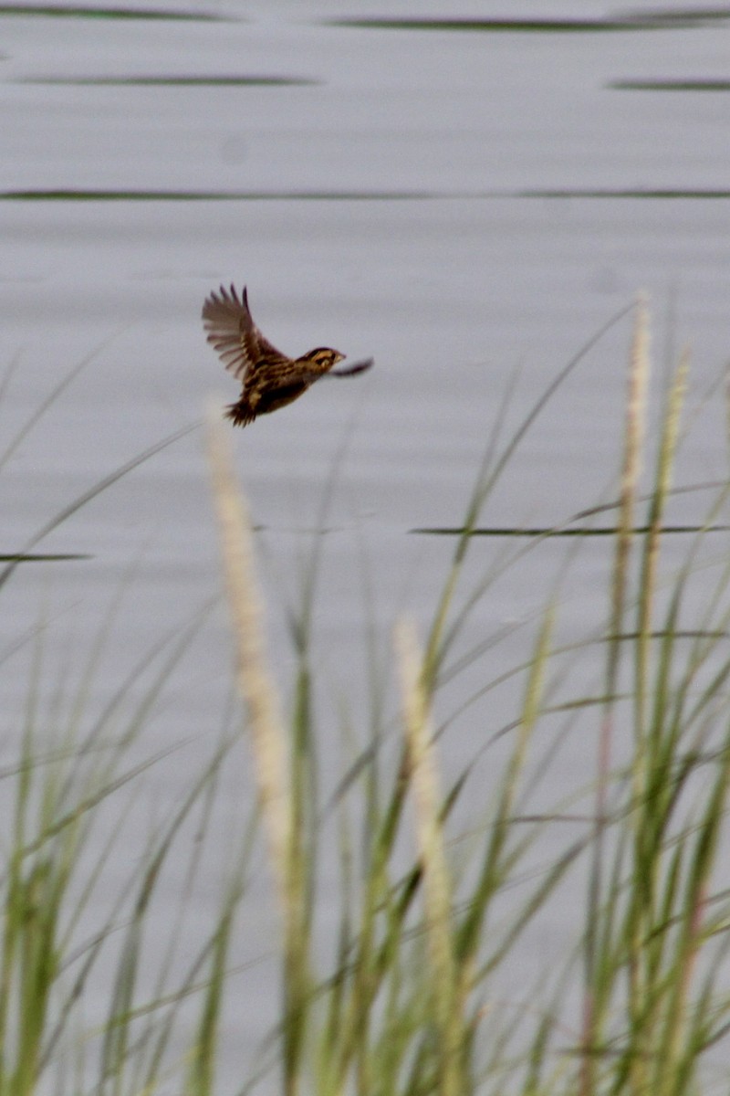 Saltmarsh Sparrow - ML639911328