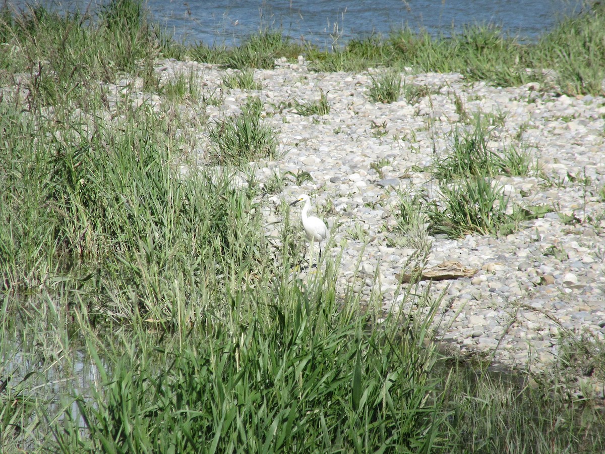 Snowy Egret - ML639911340
