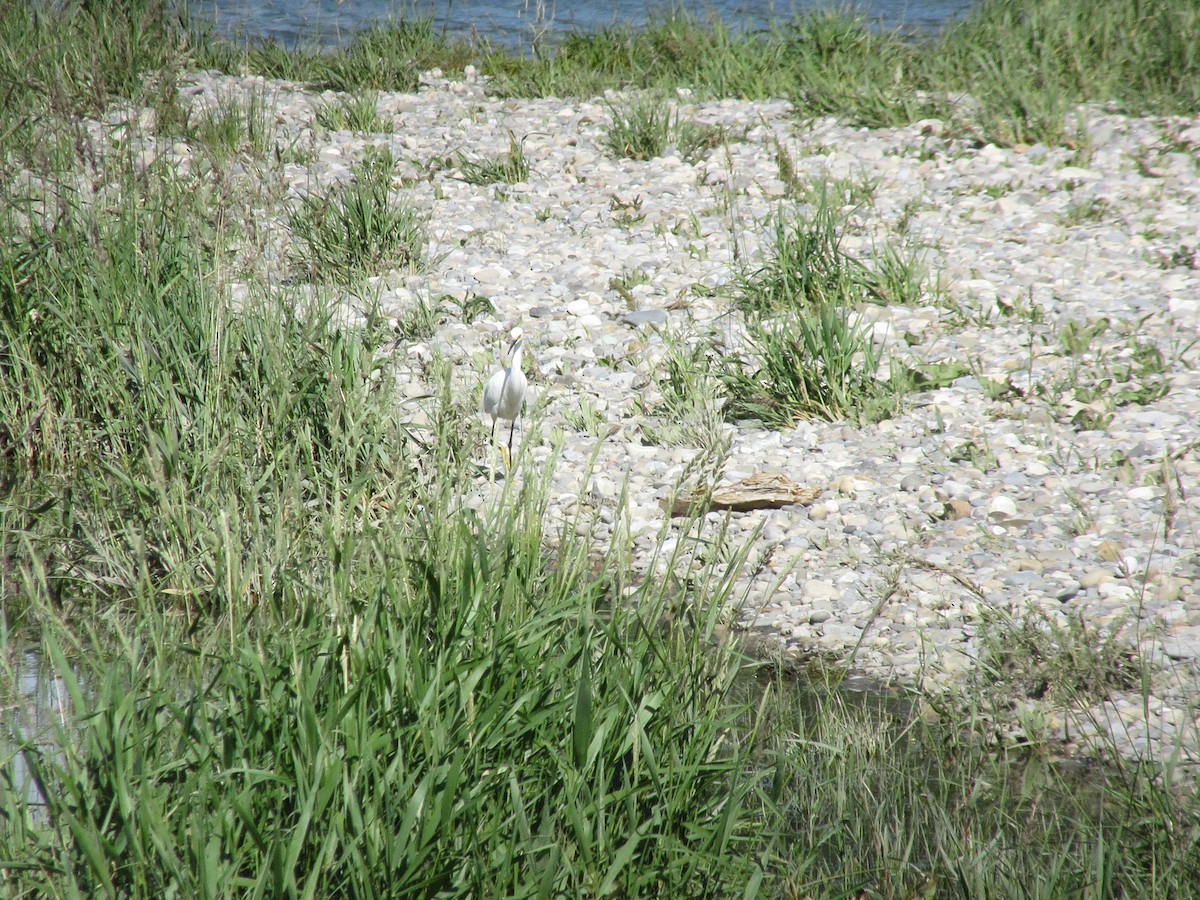 Snowy Egret - ML639911341