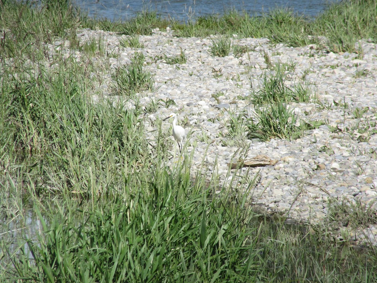 Snowy Egret - ML639911342
