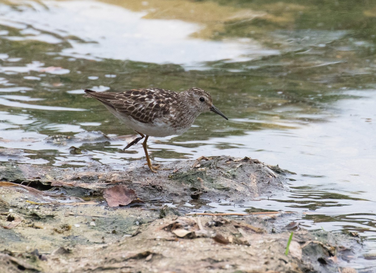 pygmésnipe - ML639911386