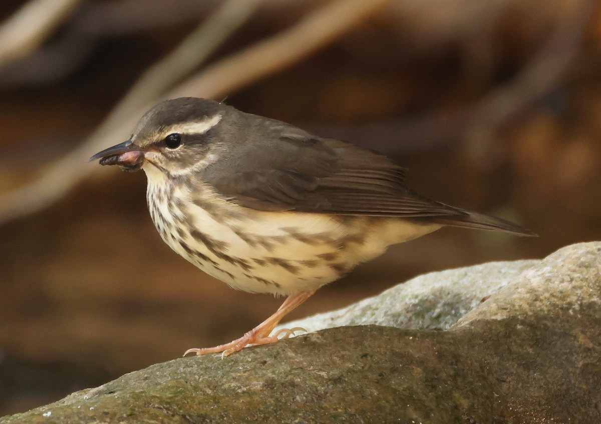 Louisiana Waterthrush - ML639911413