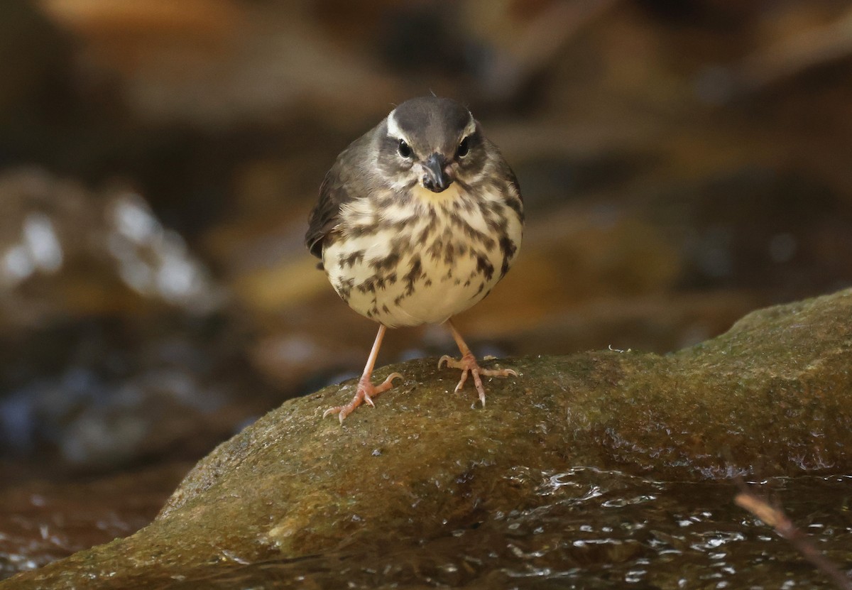 Louisiana Waterthrush - ML639911414