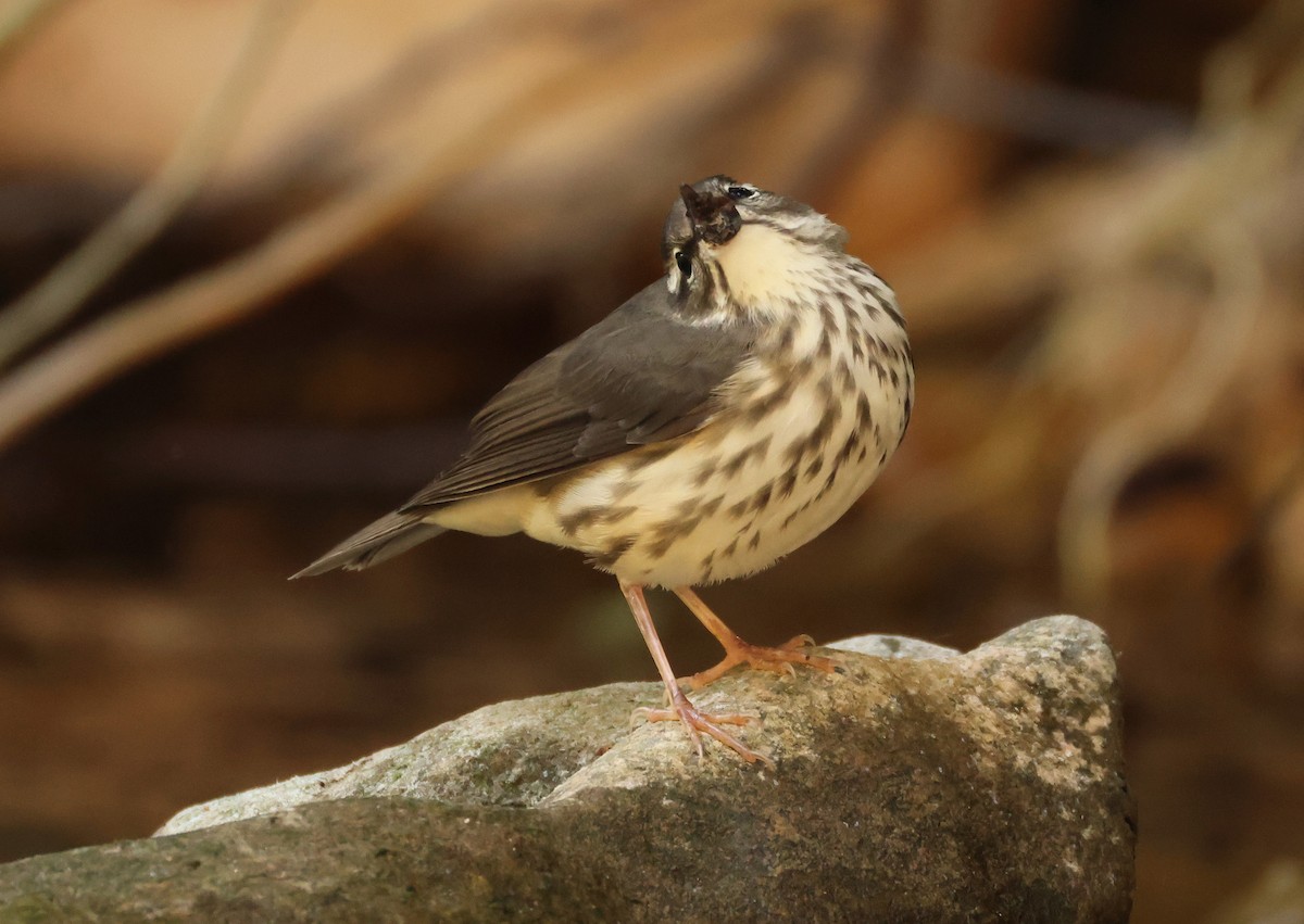 Louisiana Waterthrush - ML639911415
