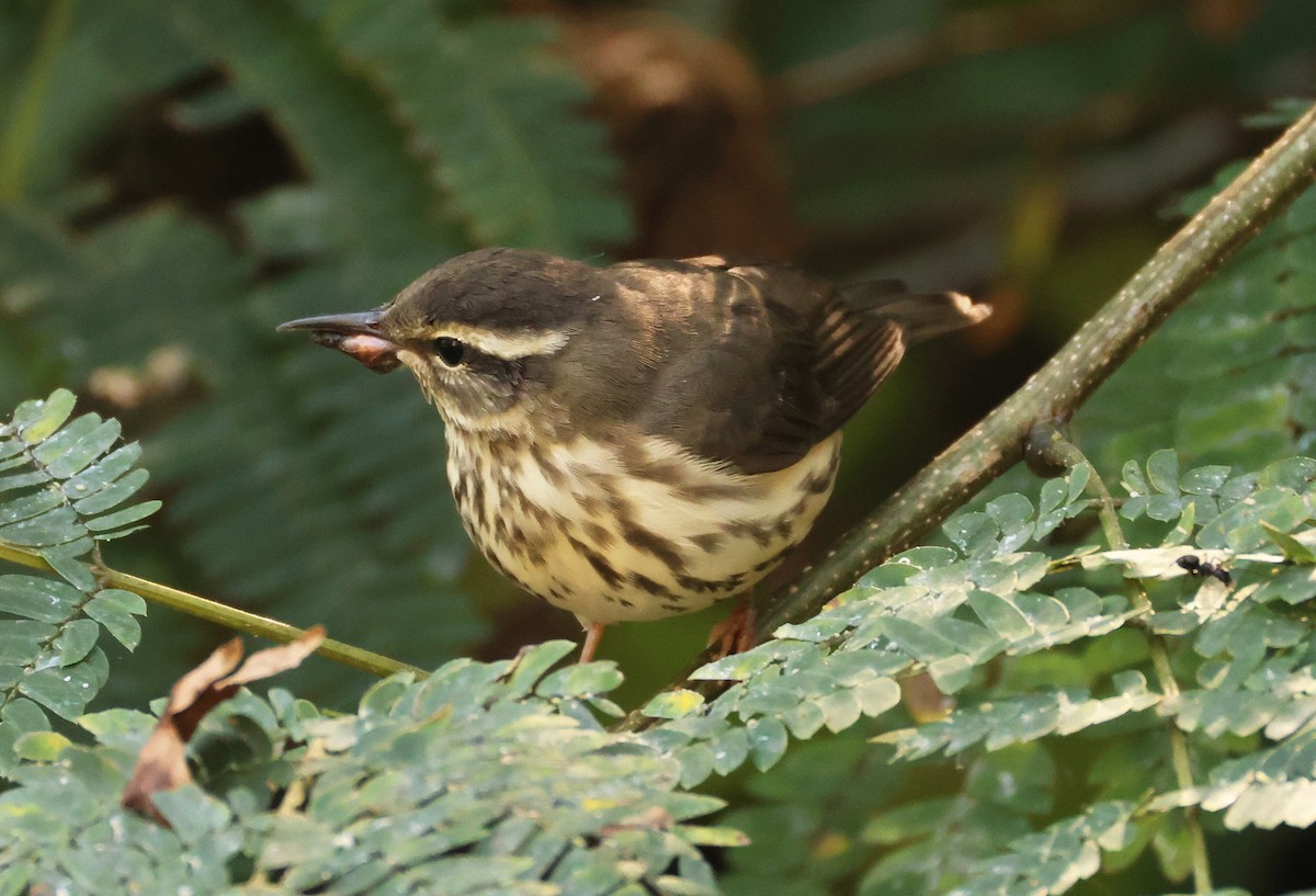 Louisiana Waterthrush - ML639911416