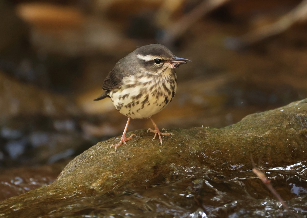 Louisiana Waterthrush - ML639911417