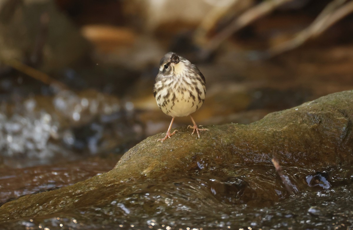 Louisiana Waterthrush - ML639911420