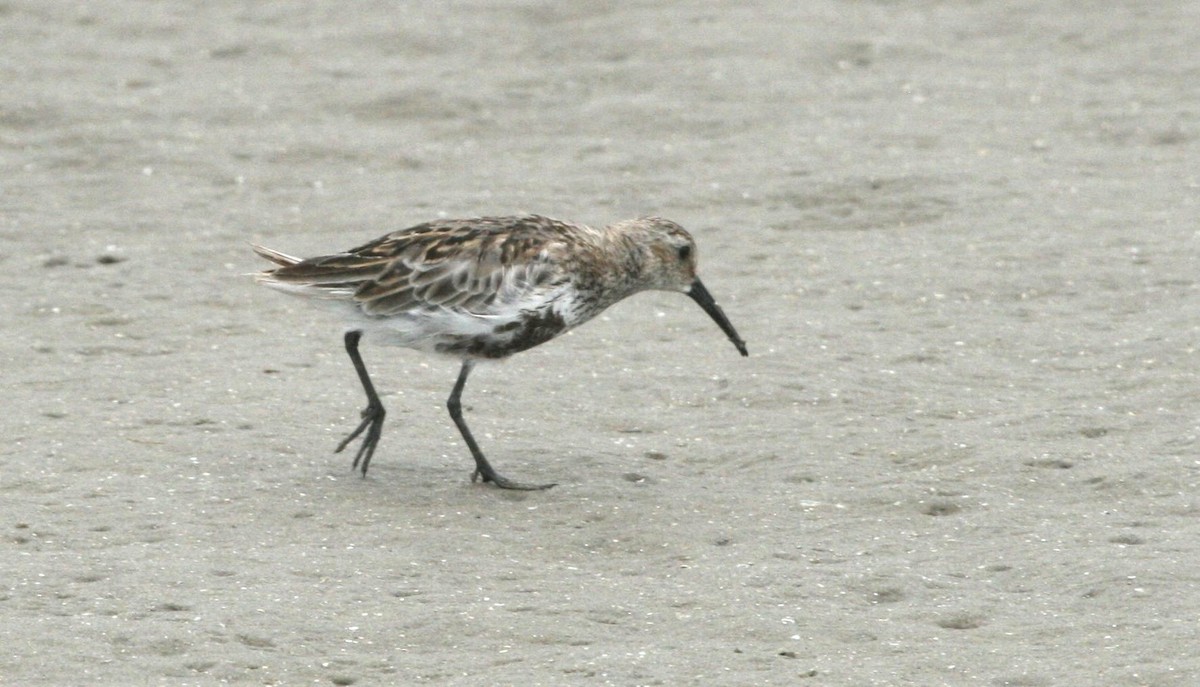 Dunlin - ML639911619