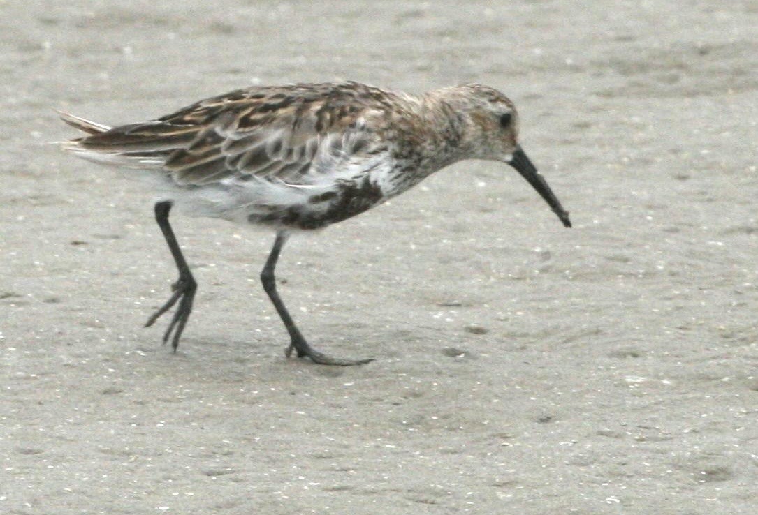 Dunlin - ML639911620