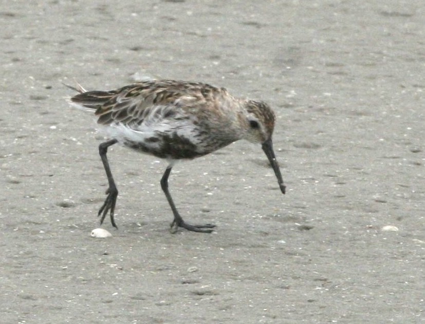 Dunlin - ML639911621