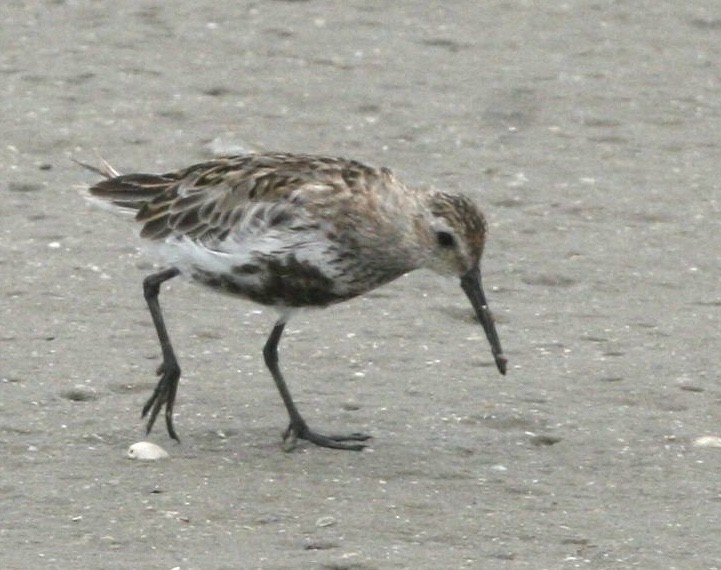 Dunlin - ML639911622