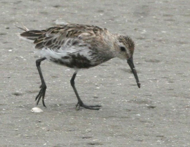 Dunlin - ML639911623
