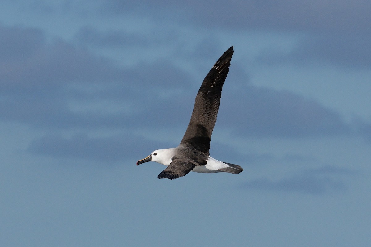 Atlantic Yellow-nosed Albatross - ML639911629