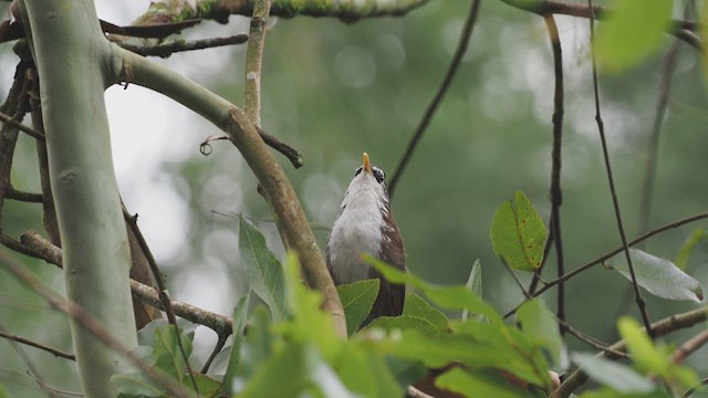 Sri Lanka Scimitar-Babbler - ML639911671