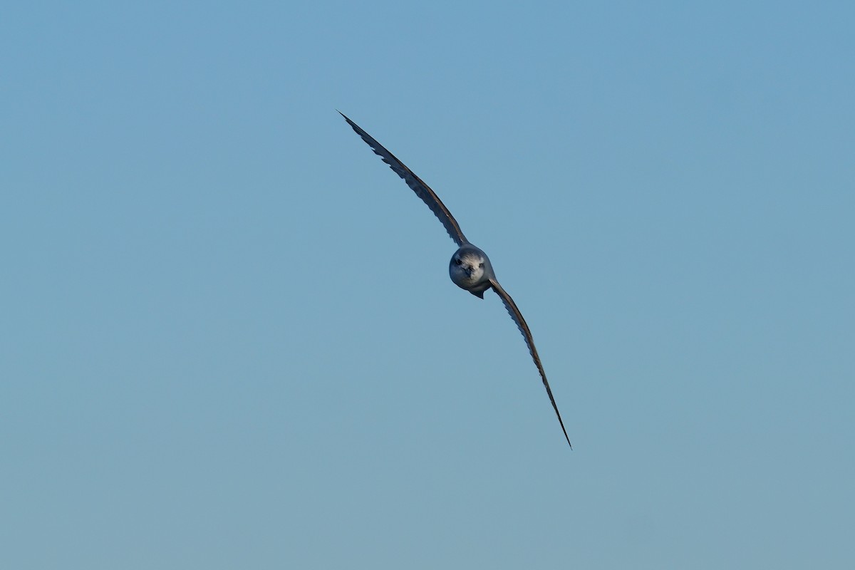 Antarctic Prion - ML639911696