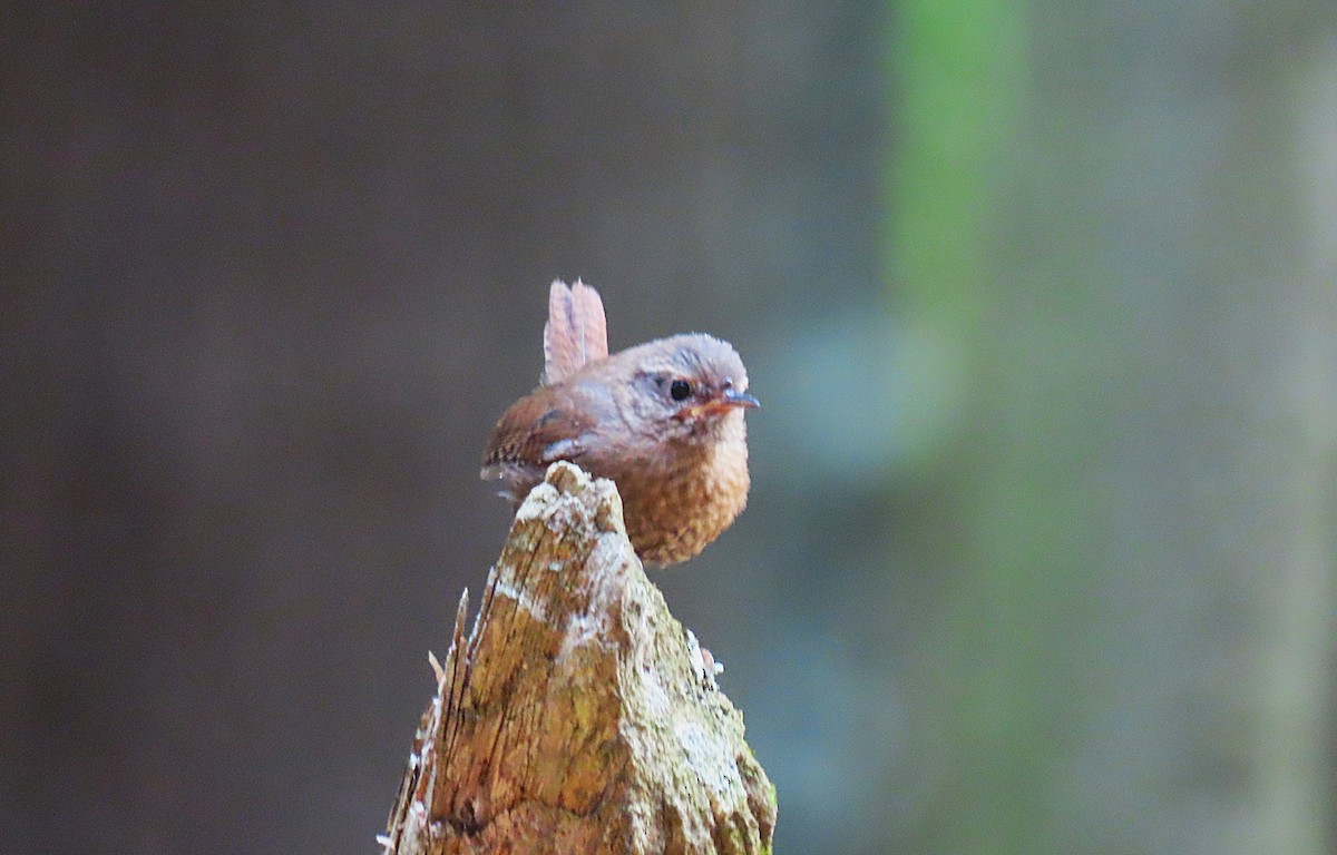 Winter Wren - ML639911743