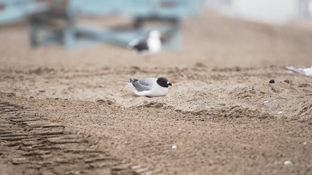 Swallow-tailed Gull - ML639911766